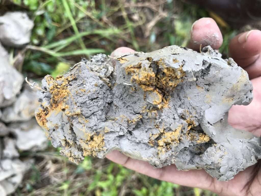 ลักษณะดินเปรี้ยวจัด ทุ่งรังสิต ที่มีความเป็นกรดสูงและธาตุอาหารไม่สมดุล