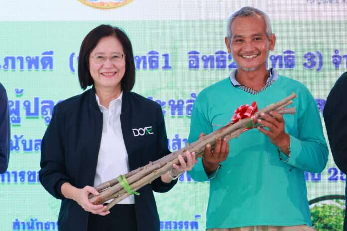 anchalee-doae-distributes-cmd-resistant-cassava-stems-2026 นางอัญชลี สุวจิตตานนท์ อธิบดีกรมส่งเสริมการเกษตร มอบท่อนพันธุ์มันสำปะหลังต้านทานโรคใบด่างให้แก่ตัวแทนเกษตรกรจังหวัดนครสวรรค์