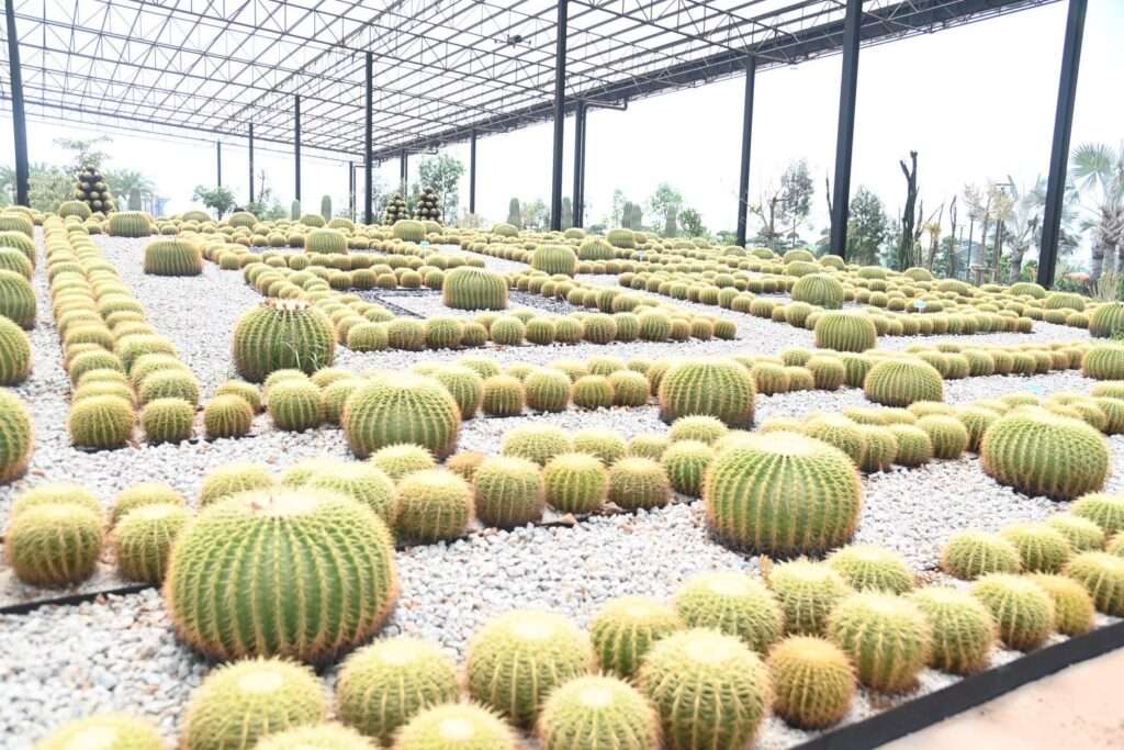 การจัดแสดงพืชพรรณและสวนกระบองเพชรภายในพื้นที่จัดงานมหกรรมพืชสวนโลกอุดรธานี