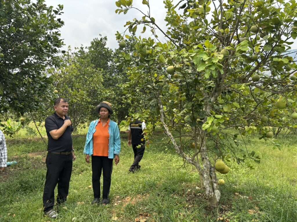 เจ้าหน้าที่กรมส่งเสริมการเกษตรลงพื้นที่ตรวจสอบสวนส้มโอ อำเภอเกษตรสมบูรณ์ จังหวัดชัยภูมิ