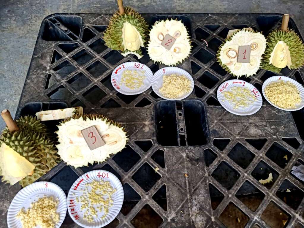 การทดสอบวัดเปอร์เซ็นต์น้ำหนักเนื้อแห้งของทุเรียน เพื่อตรวจสอบมาตรฐานความสุกก่อนส่งออก