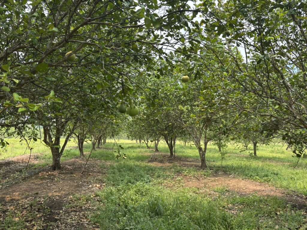 บรรยากาศสวนส้มโอในจังหวัดชัยภูมิที่ยังคงความสมบูรณ์และให้ผลผลิตตามปกติ