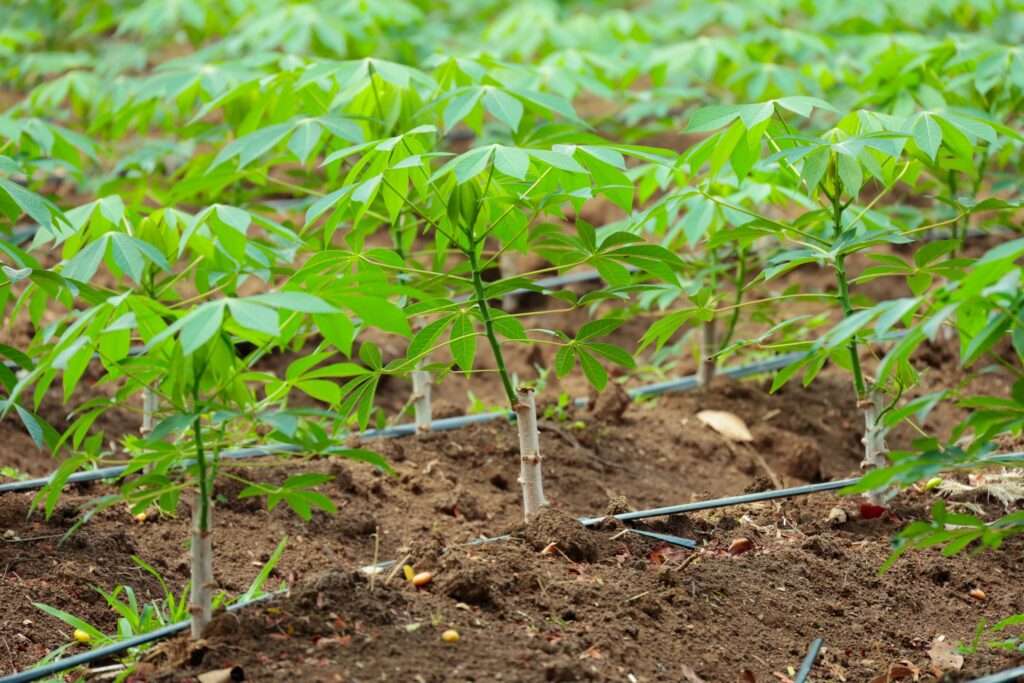 แปลงปลูกมันสำปะหลังที่มีระบบน้ำและการจัดการแบบทันสมัย