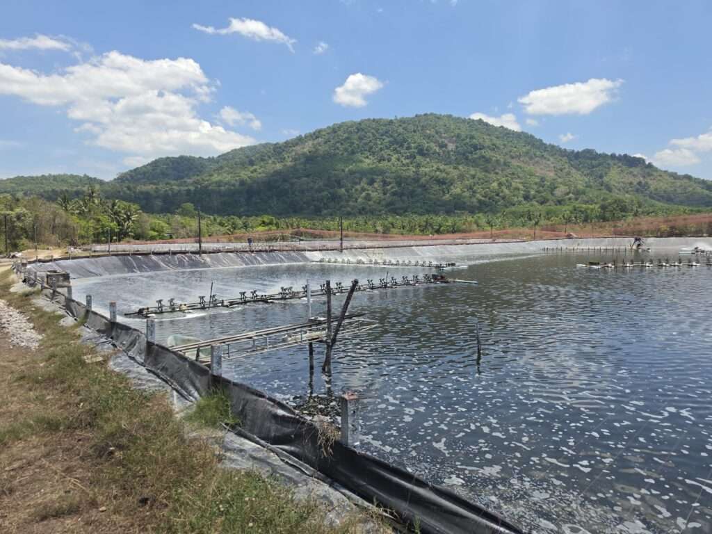 บรรยากาศฟาร์มเพาะเลี้ยงกุ้งทะเลมาตรฐานกรมประมงในประเทศไทย