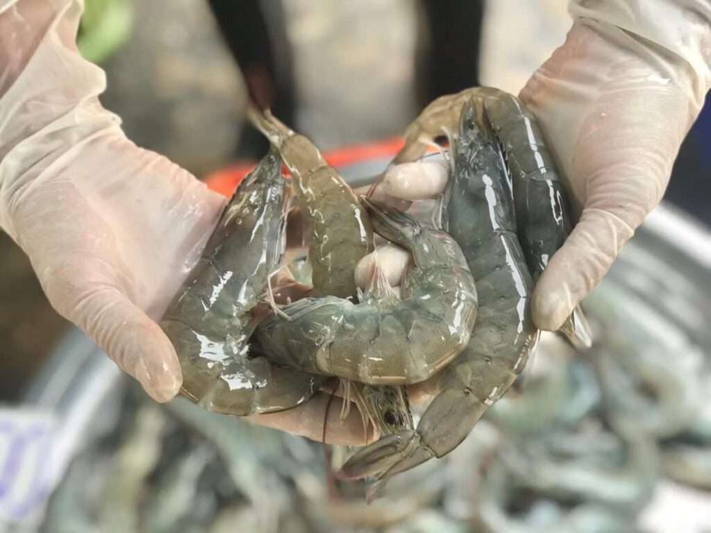 ผลผลิตกุ้งทะเลคุณภาพจากเกษตรกรไทยที่ผ่านระบบตรวจสอบย้อนกลับ