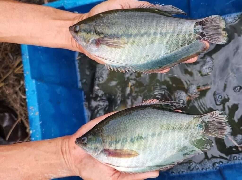 ปลาสลิดสายพันธุ์ดีรุ่นที่ 3 กรมประมง