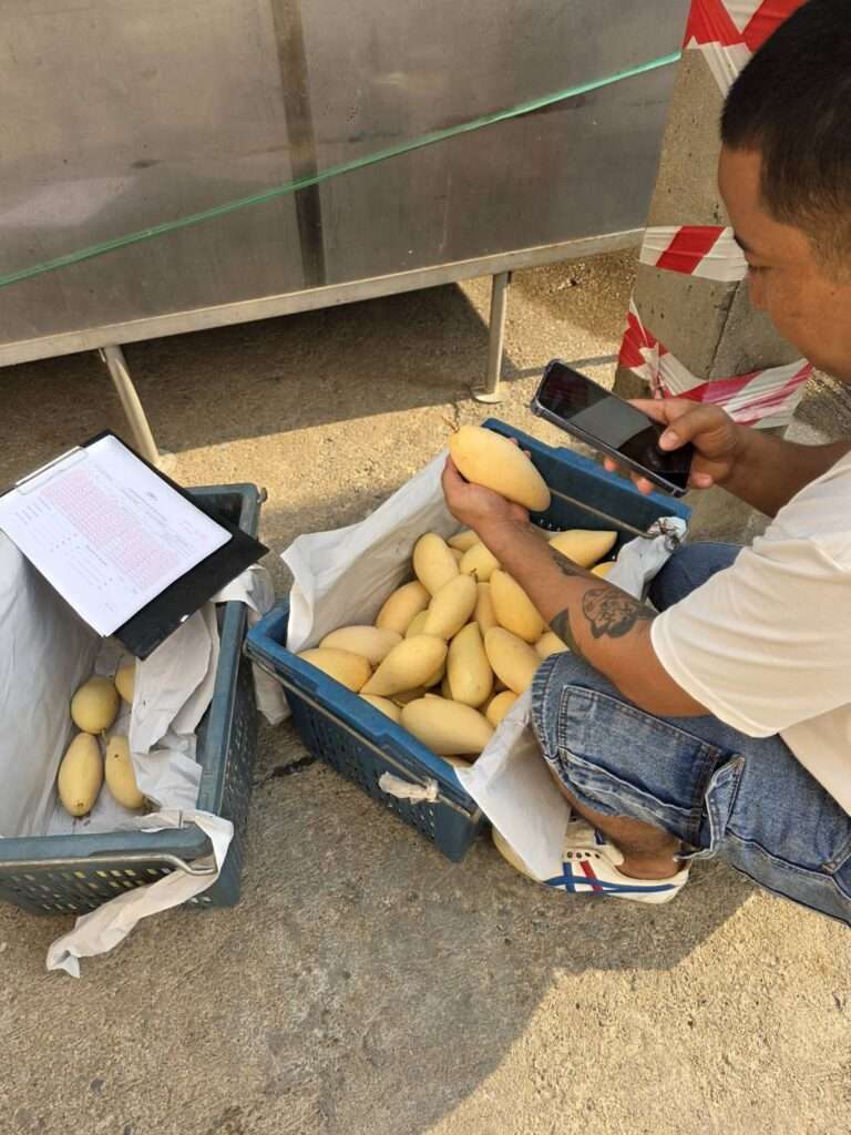 คัดเกรดมะม่วงน้ำดอกไม้คุณภาพสูงเพื่อส่งออกไปยังตลาดประเทศญี่ปุ่น