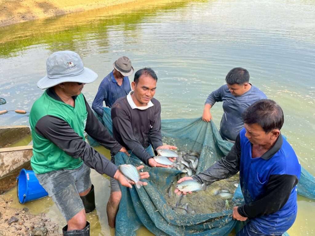 เกษตรกรผู้เลี้ยงปลาสลิดเก็บเกี่ยวผลผลิต