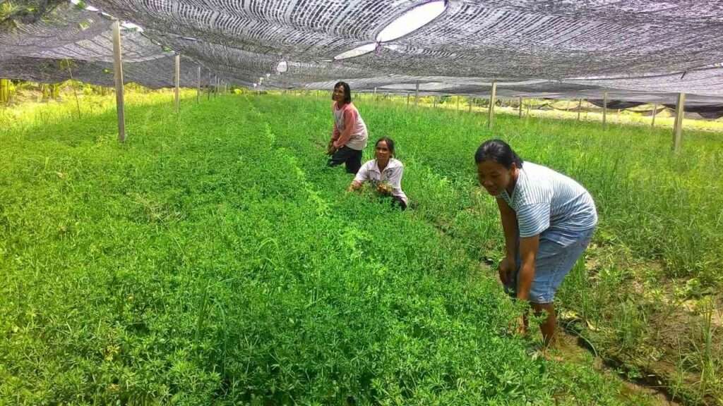 เกษตรกรสมาชิกนิคมสหกรณ์กำลังเก็บเกี่ยวผลผลิตทางการเกษตรในพื้นที่จัดสรรของรัฐ